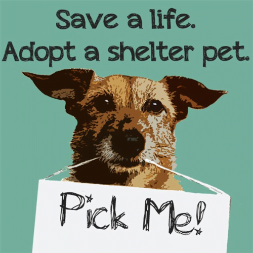Save a Life, Adopt a Shelter Pet (1)